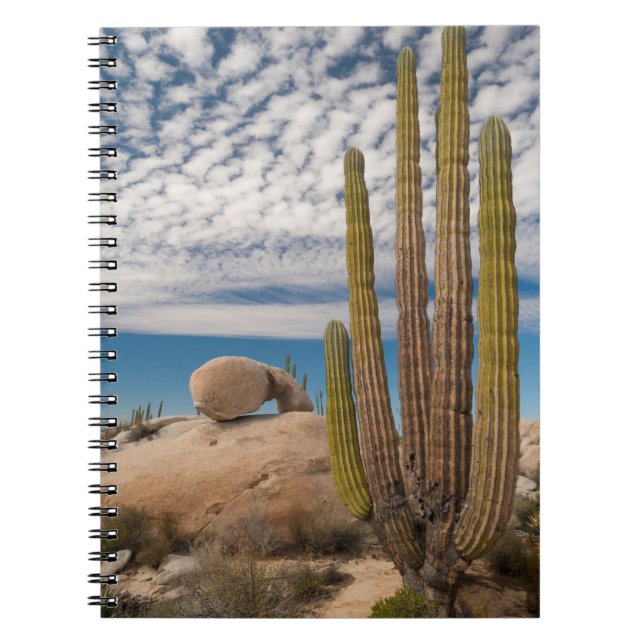 Cactus In Desert Scenic Notebook (Front)