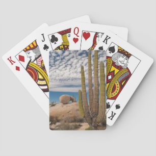 Cactus In Desert Scenic Playing Cards