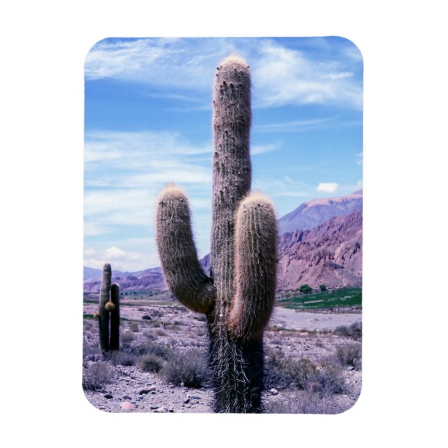 Cactus in Jujuy Province - Northern Argentina Magnet (Vertical)