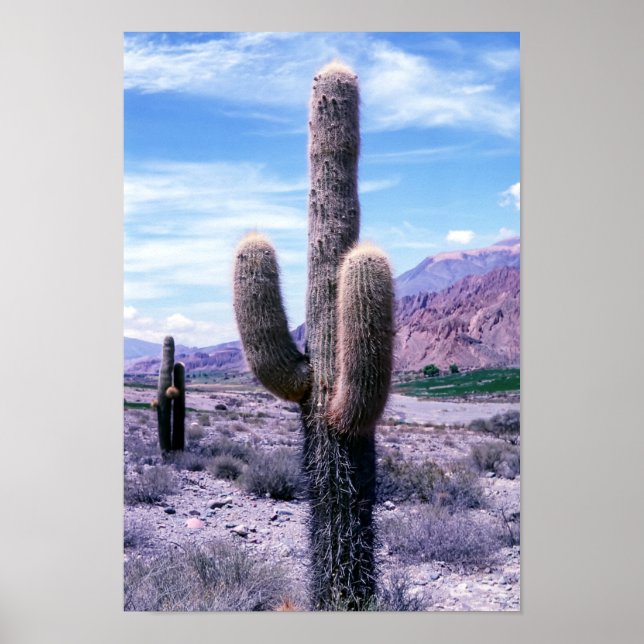 Cactus in Jujuy Province - Northern Argentina. Poster (Front)