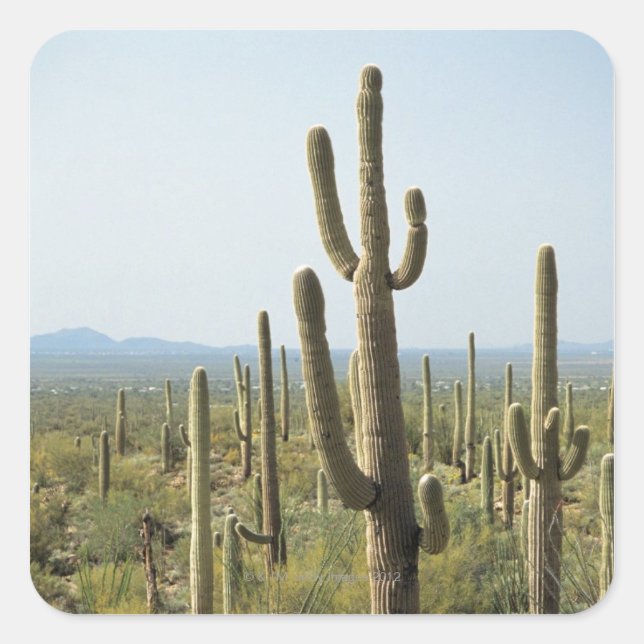 Cactus in Saguaro National Park , Arizona 2 Square Sticker (Front)
