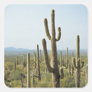 Cactus in Saguaro National Park , Arizona 2 Square Sticker