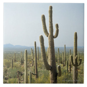 Cactus in Saguaro National Park , Arizona 2 Tile