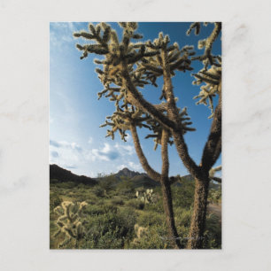 Cactus in Saguaro National Park , Arizona Postcard