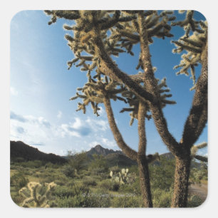 Cactus in Saguaro National Park , Arizona Square Sticker