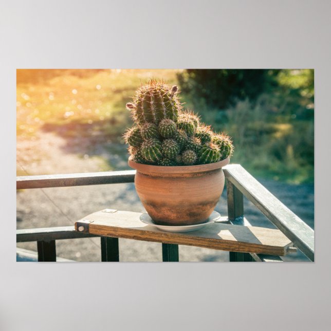 Cactus in sunlight poster (Front)