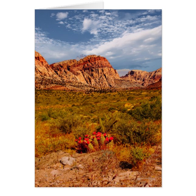 Cactus in the Desert, Southwest, Blank Inside (Front)