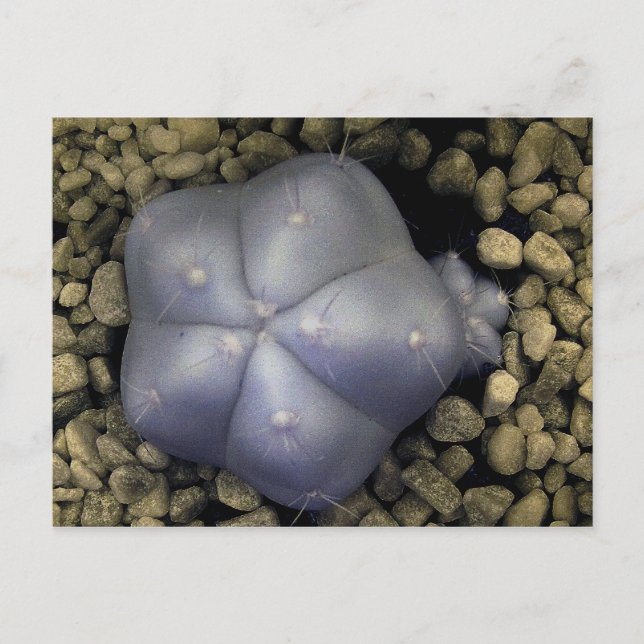 Cactus, infrared photo postcard (Front)