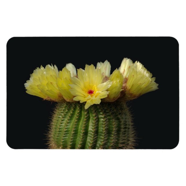 Cactus Magnet (Horizontal)