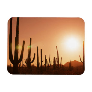 Cactus On Desert Magnet