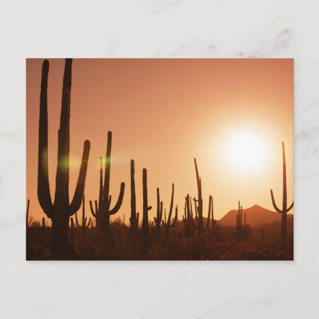 Cactus On Desert Postcard (Front)