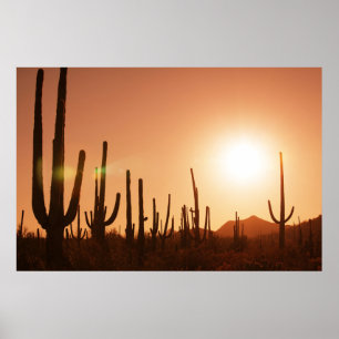 Cactus On Desert Poster