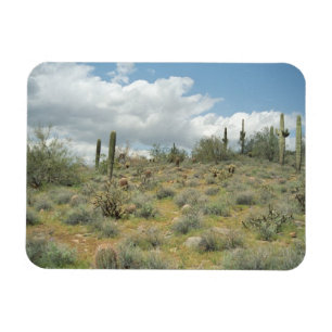 Cactus Pastoral Decorative Western Photo Magnets