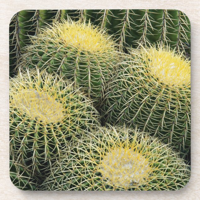 Cactus Pattern Coaster (Front)
