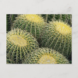 Cactus Pattern Postcard