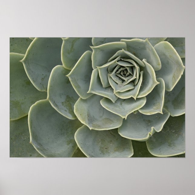 Cactus pattern poster (Front)