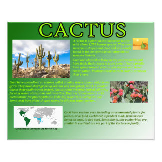 Cactus Photo Print