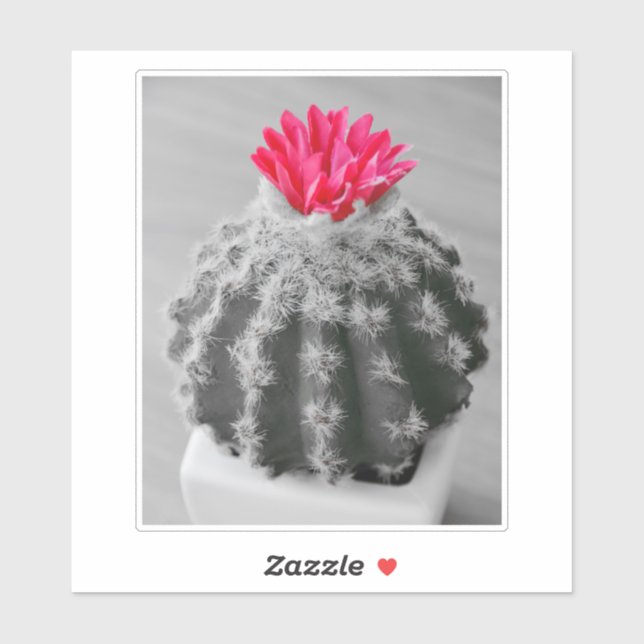 Cactus Plant  Black White Photo With Pink Flower (Sheet)