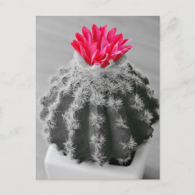 Cactus Plant  Black White Photo With Pink Flower Postcard (Front)