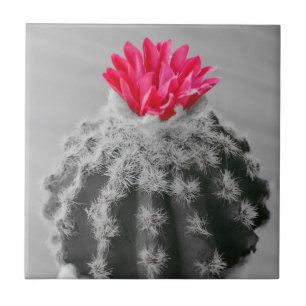 Cactus Plant Black White Photo With Pink Flower Tile