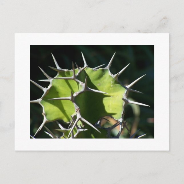 Cactus Postcard (Front)