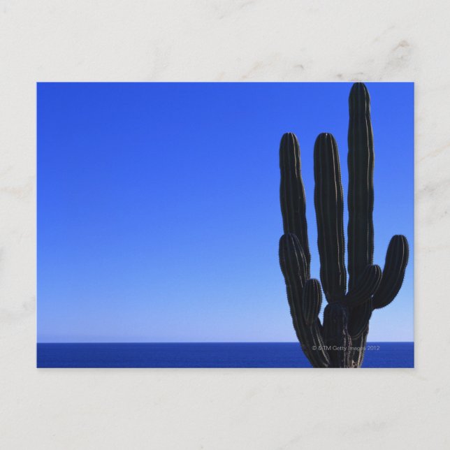 Cactus Postcard (Front)