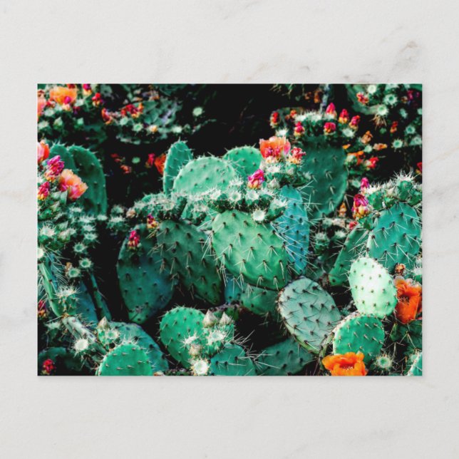 Cactus Postcard (Front)