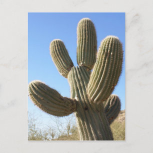 Cactus Postcard
