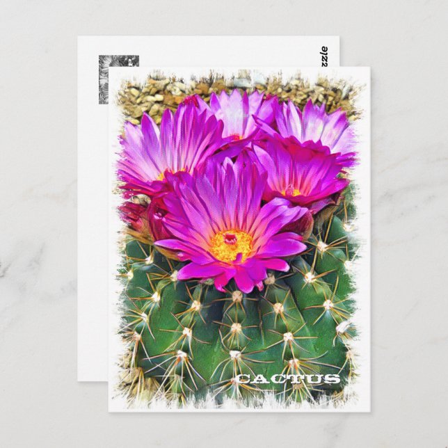 Cactus Postcard (Front/Back)