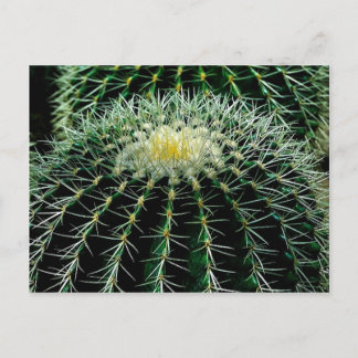 Cactus Postcard