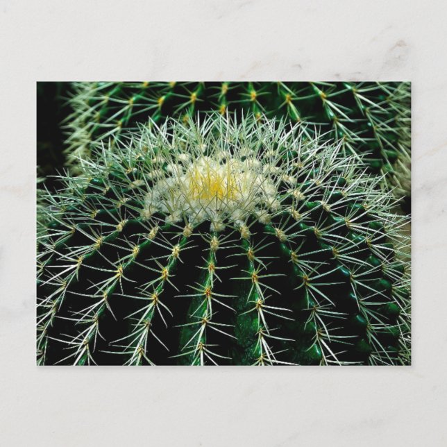 Cactus Postcard (Front)