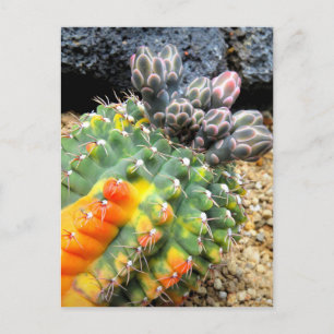 Cactus:Postcard Postcard