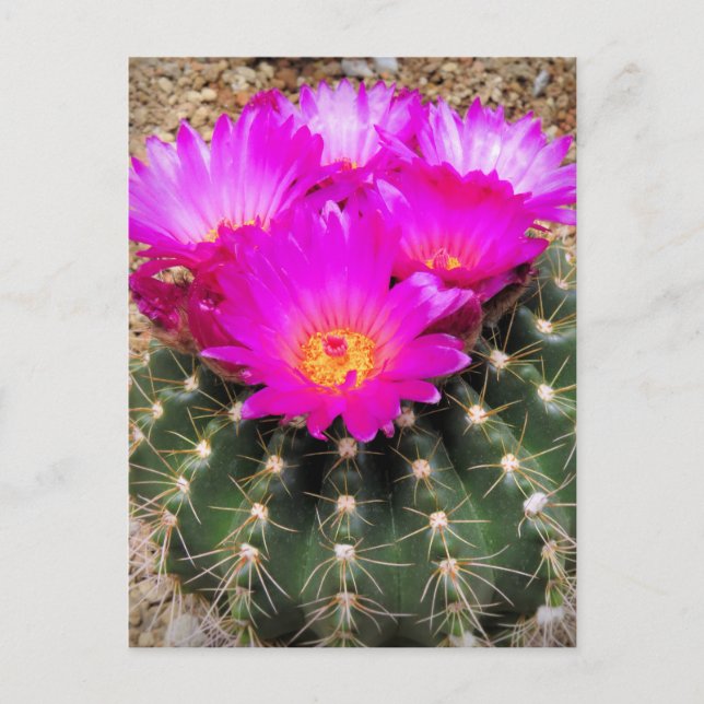 Cactus：Postcard Postcard (Front)