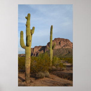 Cactus Poster