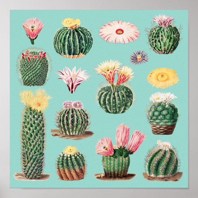 Cactus Poster (Front)