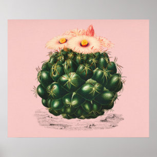 Cactus Poster