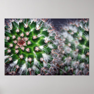 cactus poster
