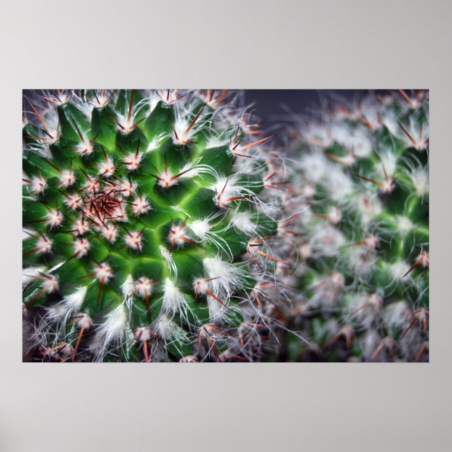 cactus poster (Front)
