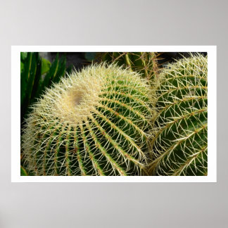 Cactus Poster