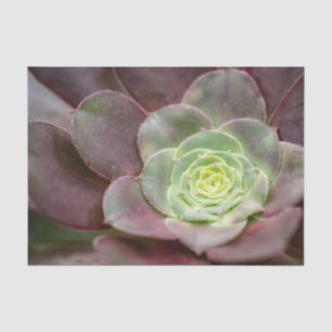 Cactus Print   A Desert Cactus Flower Tissue Paper