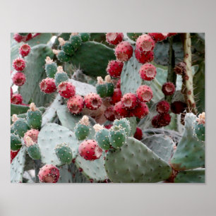 Cactus Red Fruit Photo Value Poster Paper