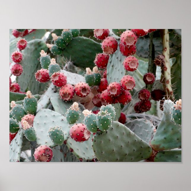 Cactus Red Fruit Photo Value Poster Paper (Front)