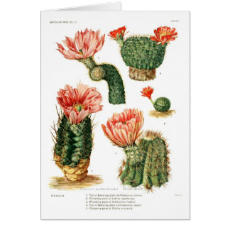 Cactus species