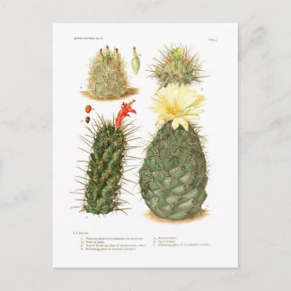 Cactus species postcard
