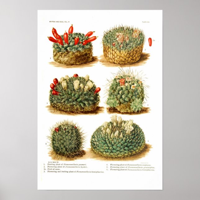Cactus species poster (Front)