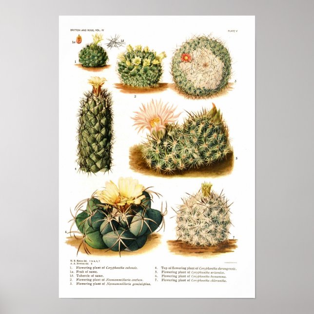 Cactus species poster (Front)