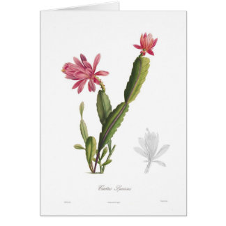 Cactus speciosus