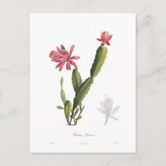 Cactus speciosus postcard