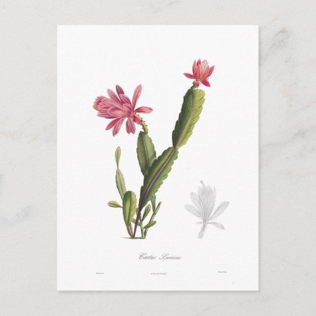 Cactus speciosus postcard (Front)