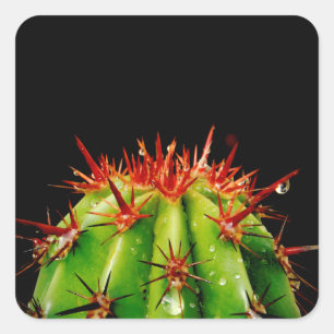 Cactus Square Sticker
